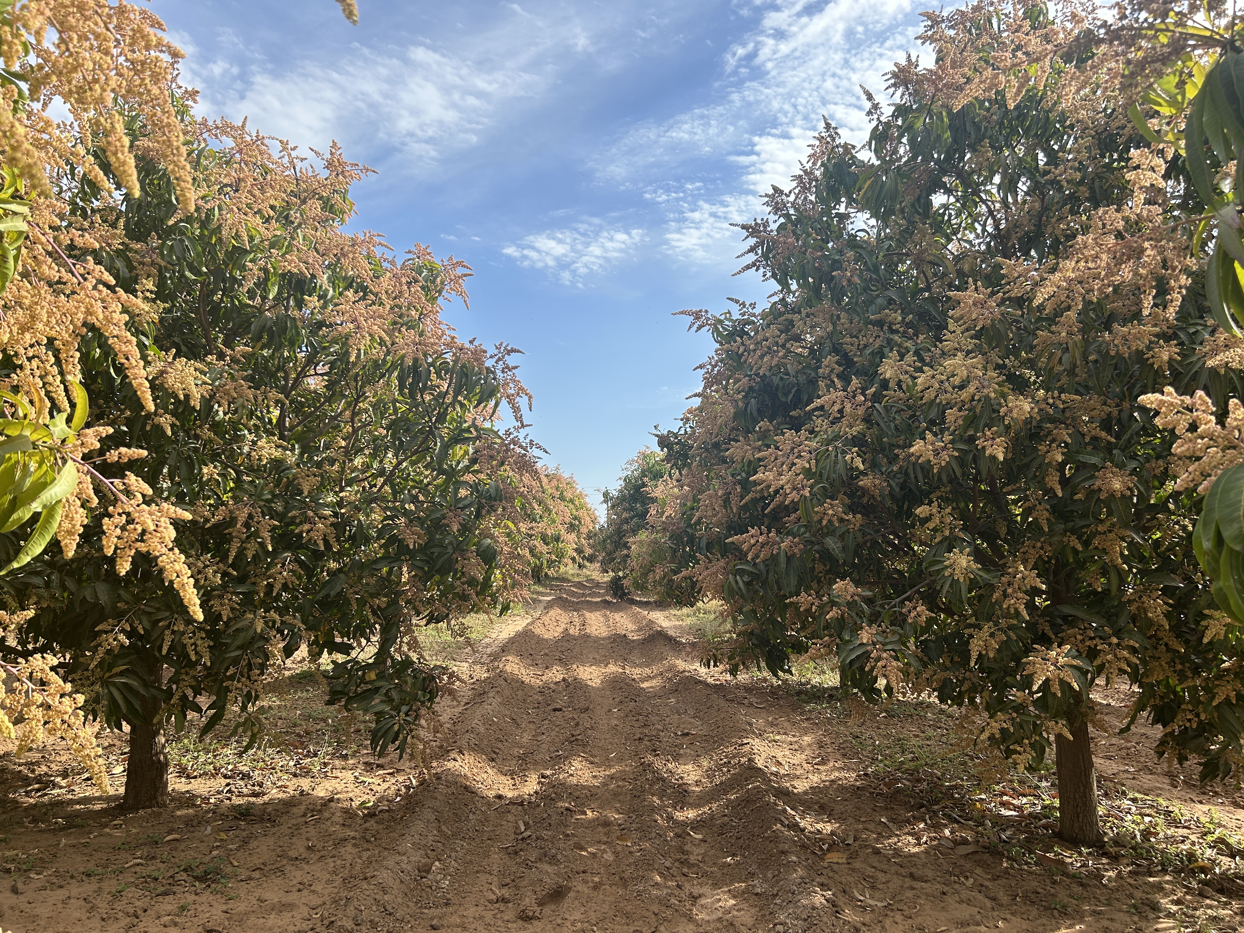 Mango Farm